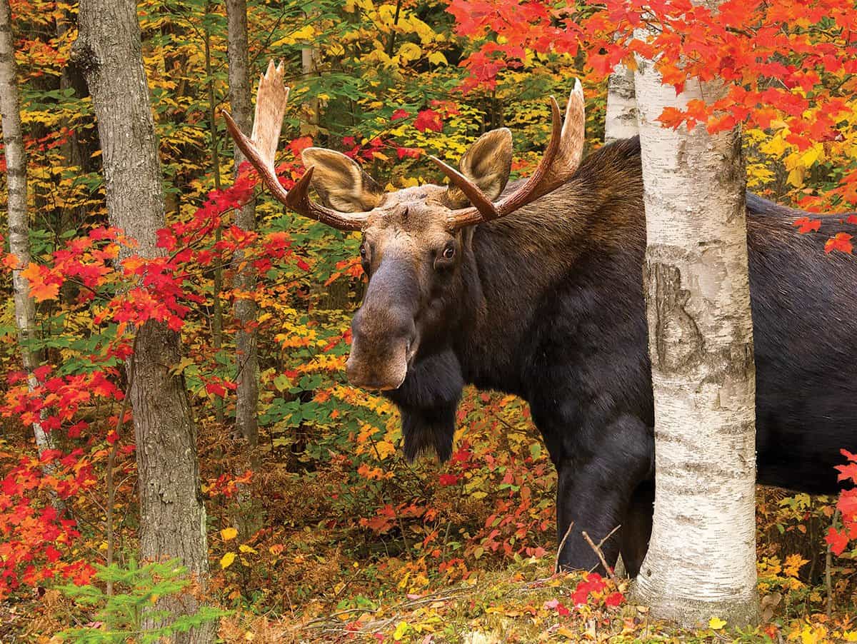 Autumn King (1419pz) - 500 Piece Jigsaw Puzzle