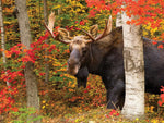 Autumn King (1419pz) - 500 Piece Jigsaw Puzzle